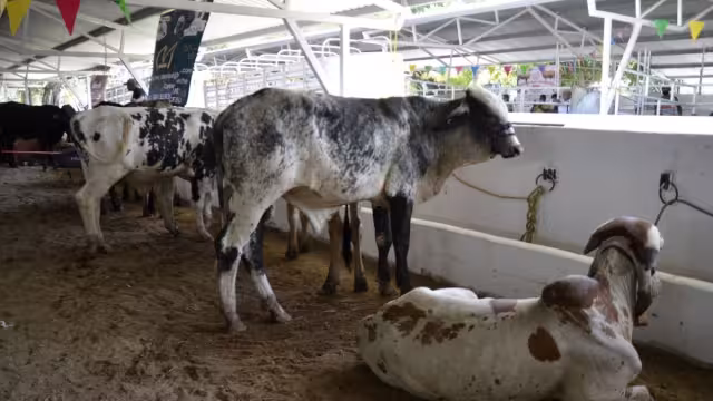 Carmen cuenta con 170 mil ganados