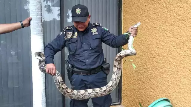 Las serpientes han aparecido en las casa de los yucatecos