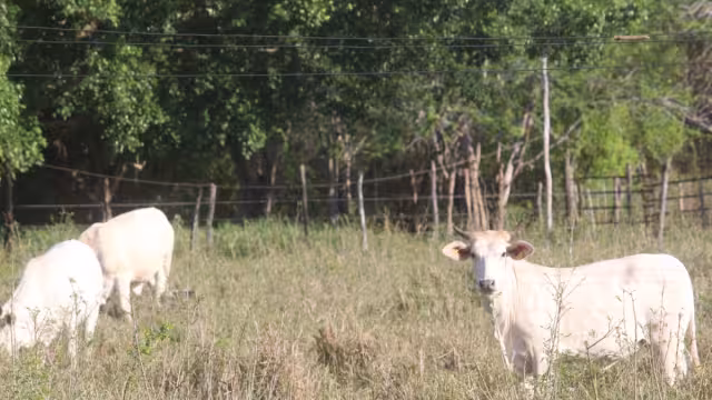 El ingreso de los frentes fríos es uno de los principales problemas a los que se enfrentan los ganaderos