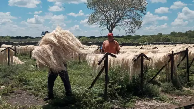 Los henequeneros tienen toneladas de fibra resguardada en bodegas