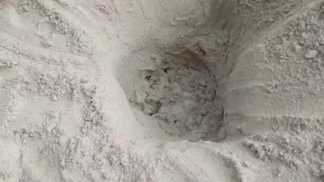 Elementos de la Policía Ecológica hallan un ejemplar de carey en la zona de Pig Beach