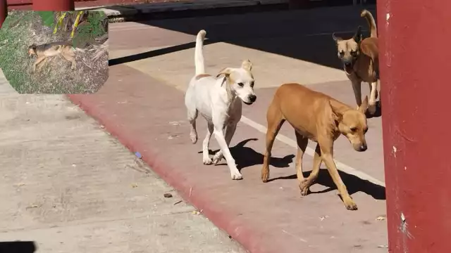 Desconocen quién acabó con la vida de las mascotas