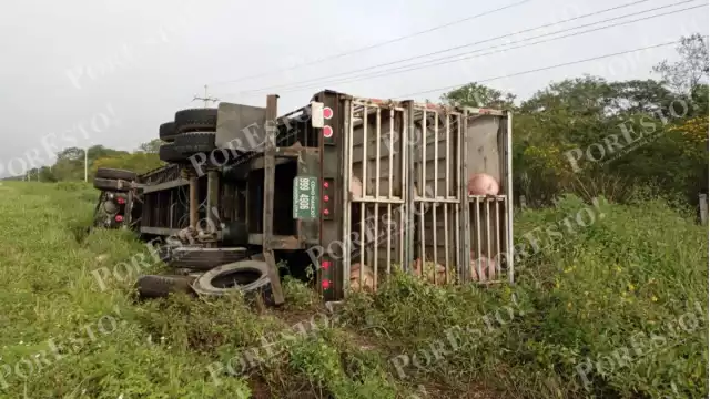 Varios cerdos murieron mientras que otros quedaron atorados en el tráiler