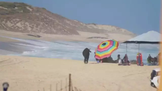 Los turistas huyeron al ver al enorme astado en la playa