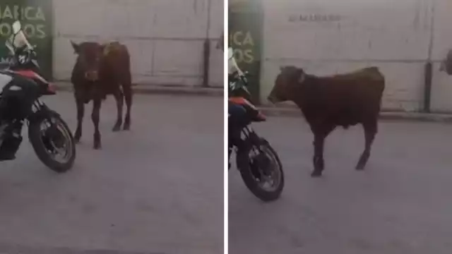 El toro fue capturado en un centro comercial