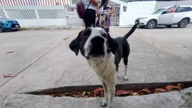 En Cancún, la mayor parte de las denuncias se refieren a animales que son dejados en los techos o patios, sin brindarles los cuidados básicos para su supervivencia
