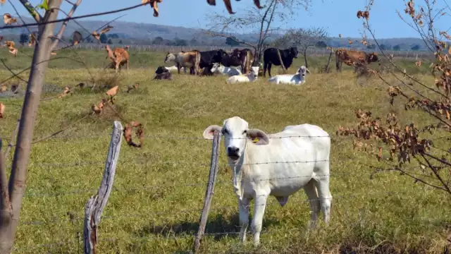 Los ganaderos registran baja de peso en las reses de la entidad
