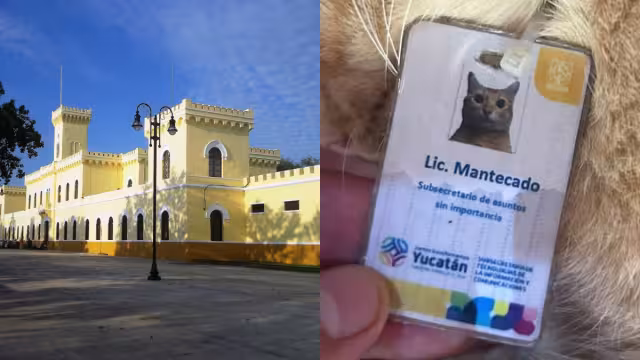 El gatito vive en la Ex Penitenciaría Juárez de Mérida y fue adoptado por los empleados