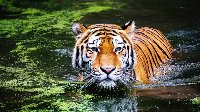 La caza furtiva es la mayor amenaza que enfrentan, y ya que cada parte del tigre, desde el bigote 
hasta la cola, se ha encontrado en mercados ilegales de vida silvestre
