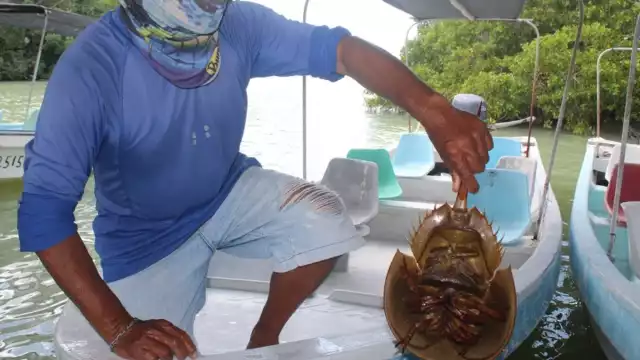 La presencia del agroquímico en el sedimento causa que las cacerolitas acumulen en sus cuerpos el producto