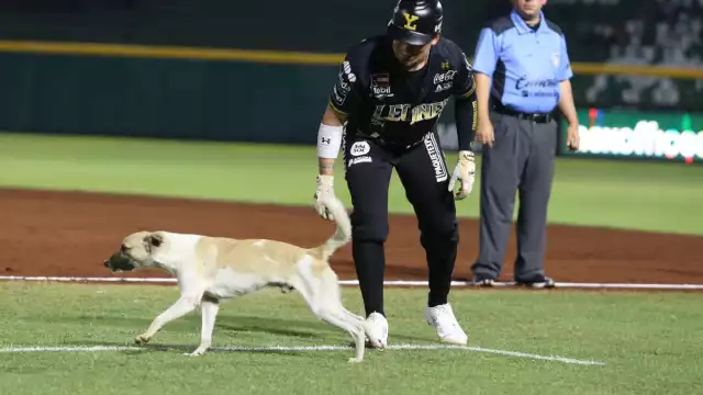 Usuarios en redes sociales pidieron que lo bauticen como 'Leo'