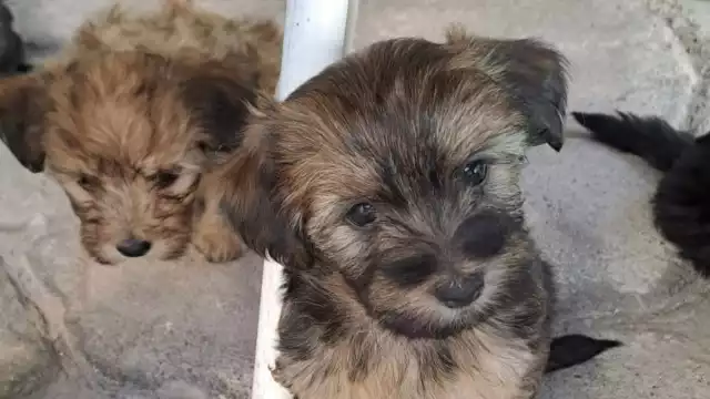 Los perros suelen ser afectados por las garrapatas en la temporada de calor