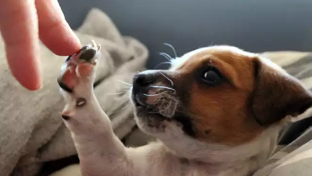 ¿Cómo fue encontrada la perrita en Tulum?