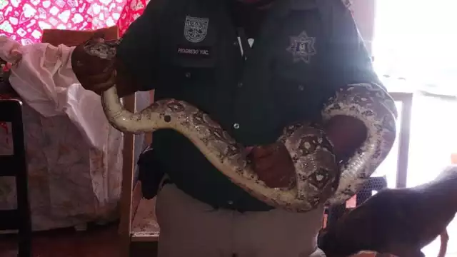 La boa fue capturada y liberada en la Zona Cero de Progreso