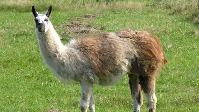 Se desconoce si la especie fue vista en Nuevo León, ya que no ha sido confirmado