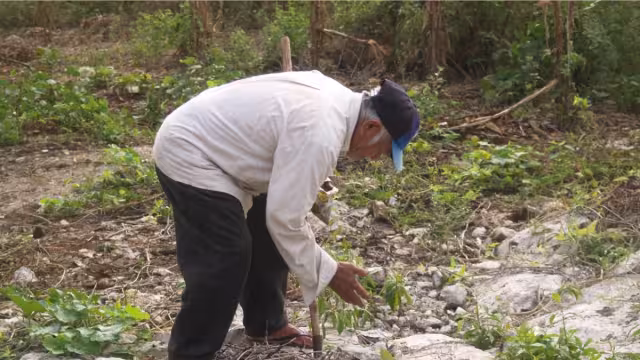 Se dice que los infantes son más propensos a tener encuentros con los aluxes