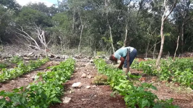 El maíz es el principal producto que busca cultivarse en Campeche
