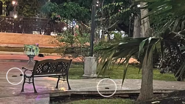 Son varios los riesgos que genera la presencia de las ratas en el primer cuadro de la ciudad