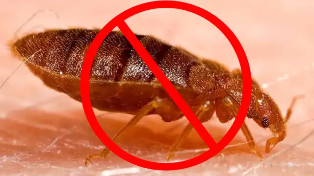 Este remedio contra las chinches es natural y muy fácil de aplicar