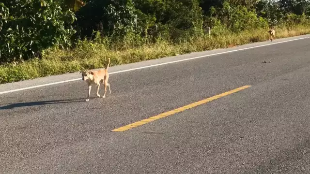 Conductores declaran que resulta peligroso conducir la carretera por los canes
