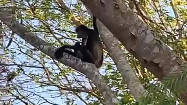 El arribo de los animales dentro de la localidad ha despertado el interés entre los habitantes de protegerlos de cualquier peligro