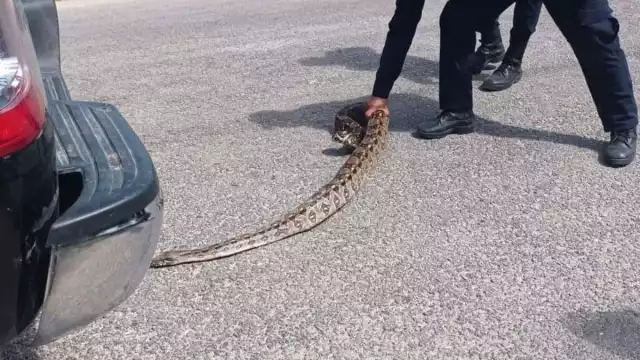 La boa Oxcan fue capturada y puesta en libertad lejos de la población de Tizimín