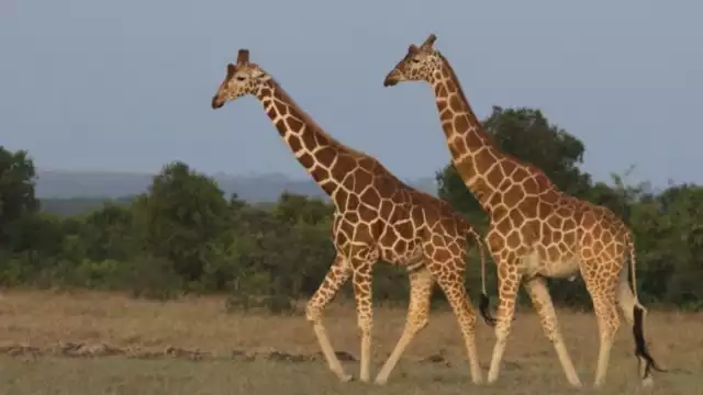 7 vertebras posee el cuello de una jirafa ,y pueden llegar a medir hasta 30 cm.