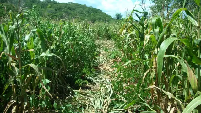 Armando Chi (rec.) explicó que estos animales no tienen frutos para comer debido a la devastación de la selva por el fuego