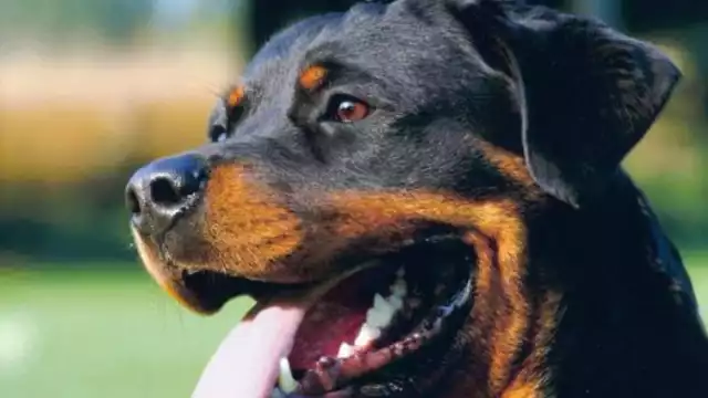 El perro corre el riesgo de perder la vista