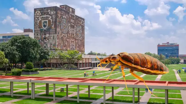 En redes sociales los alumnos han denunciado picaduras y ronchas