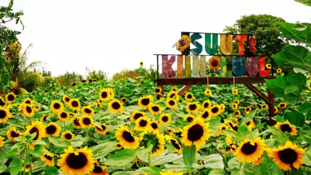 Se encuentra en Tetiz, el cual es un municipio pequeño, apenas alcanza los 4 mil habitantes