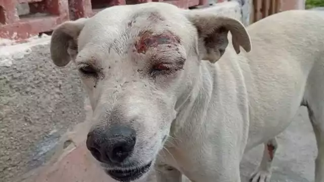 En ambas festividades no faltaron los fuegos artificiales y detonaciones que iban desde las luces de colores hasta los afamados petardos