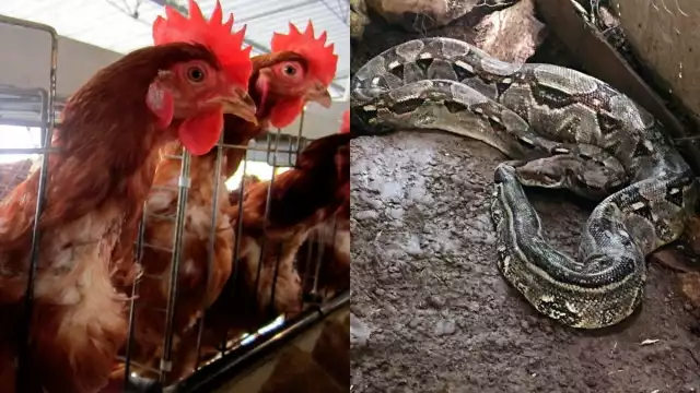 La boa se encontraba en el gallinero del abuelito en Conkal