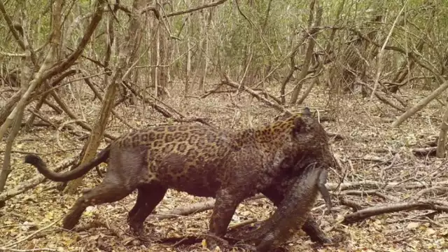 Los habitantes de la cabecera y Santa Rita están tomando precauciones adicionales para garantizar la seguridad de sus mascotas