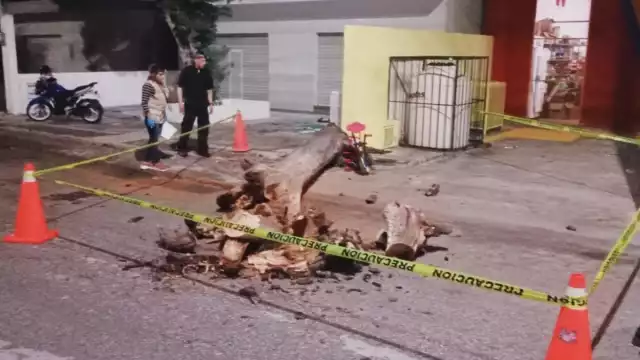 Los vecinos ya habían reportado al Ayuntamiento que el árbol estaba a punto de colapsar
