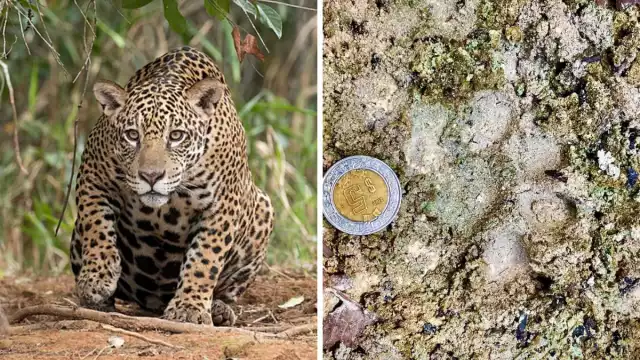 Activistas afirman que se debe proteger al felino, ya que está en peligro de extinción.