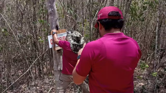 La Profepa, apoyada por la Guardia Nacional, colocó sellos en un terreno cercano a las ruinas de Uxmal