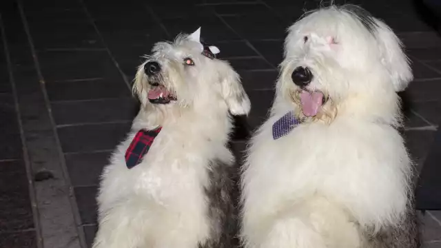 Los perritos deben mantener su pelaje. Foto: Especial