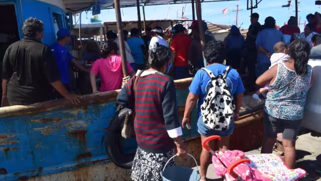 Las gaviotas han buscado en las embarcaciones una forma de ganarse la vida y salir adelante
