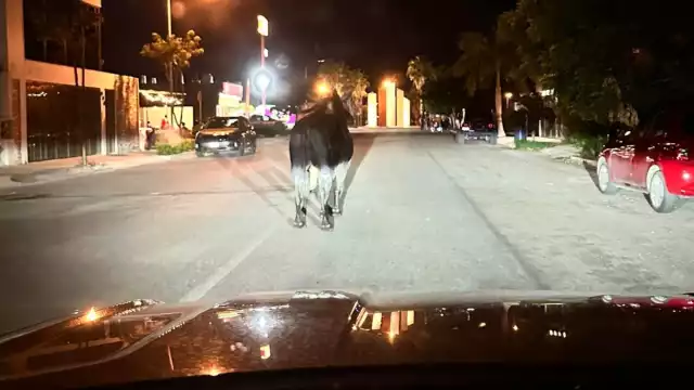 El toro se encontraba paseando por las calles como un día normal en la parcela