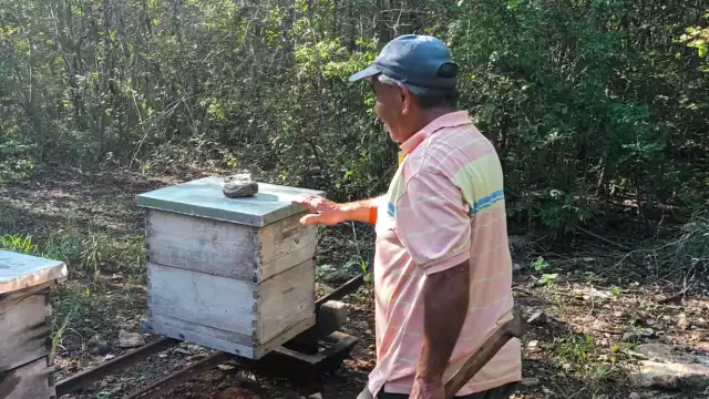 En otoño no habrá producción porque no hay floración en la selva maya