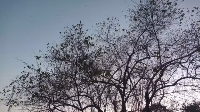 Así terminaron los árboles en el colegio