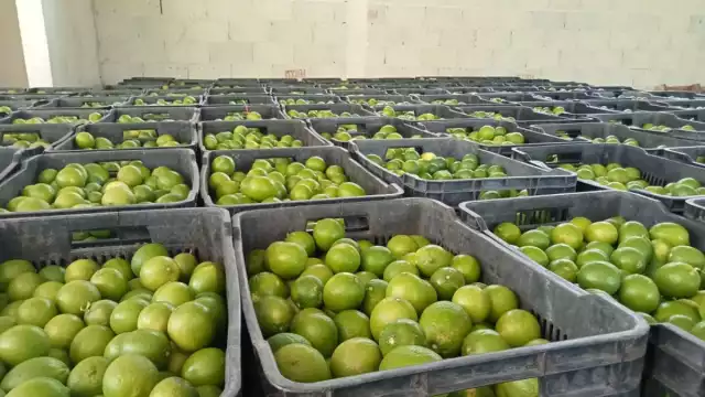 El proyecto se creó para tener un mercado seguro para vender los cítricos que se producen en el ejido