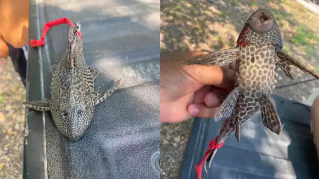 El pez diablo es considerada una especie invasora de los ríos