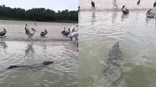 El cocodrilo se alimentaba de pescados en la ría
