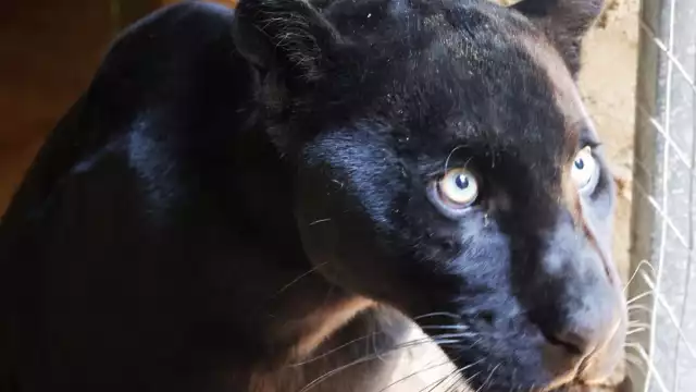 Este es un ejemplar macho de año y medio procedente de una Unidad de Manejo para la Conservación y Aprovechamiento Sustentable de la Vida Silvestre (UMA)