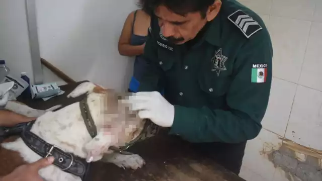 El pitbull fue atendido por un veterinario tras presentar una grave herida en la cabeza