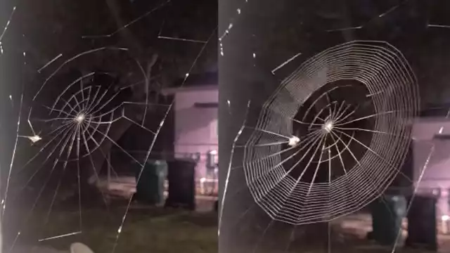 El video muestra las habilidades que tiene una pequeña araña para construir su tela para capturar a sus presas