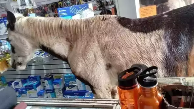 A través de las redes sociales, se pidió ayuda para encontrar al dueño del equino