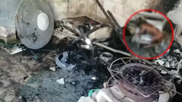 El can quedó atrapado entre el fuego